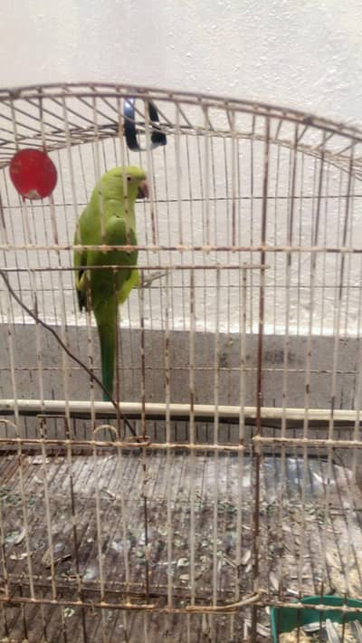 Green Ring neck