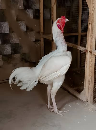 aseel heera male