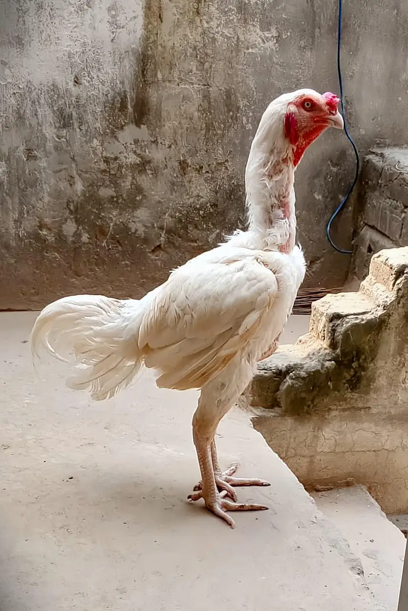 aseel heera male — photo 3