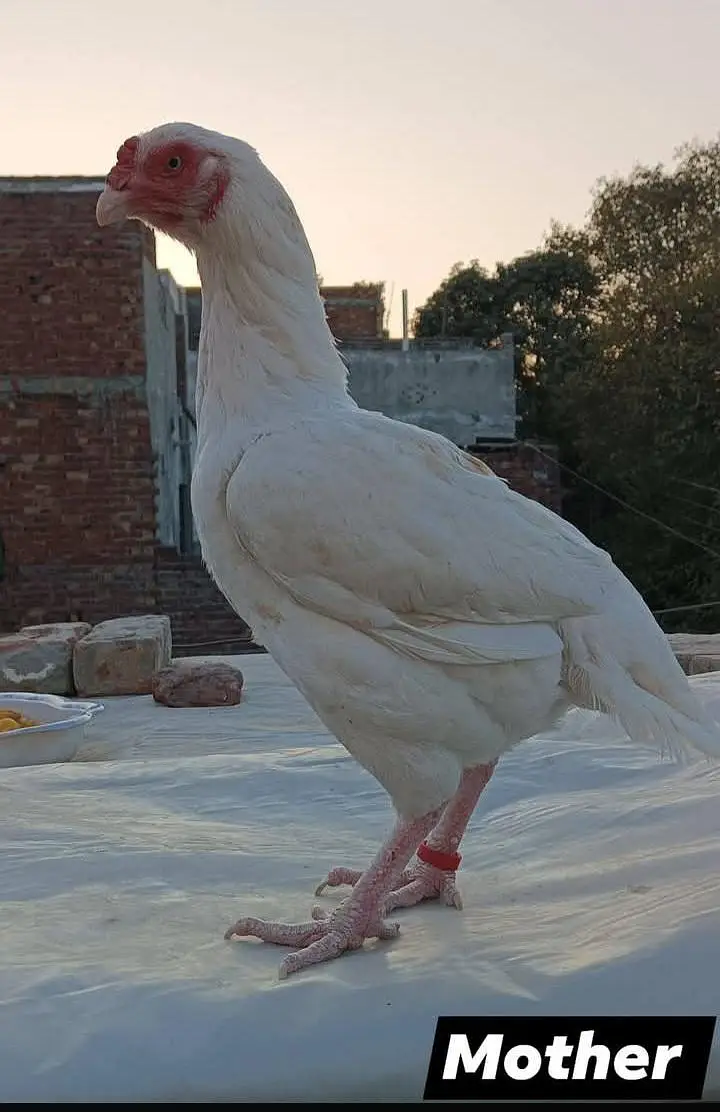 aseel heera male — photo 6