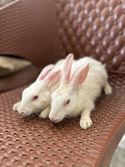 All pets for sale