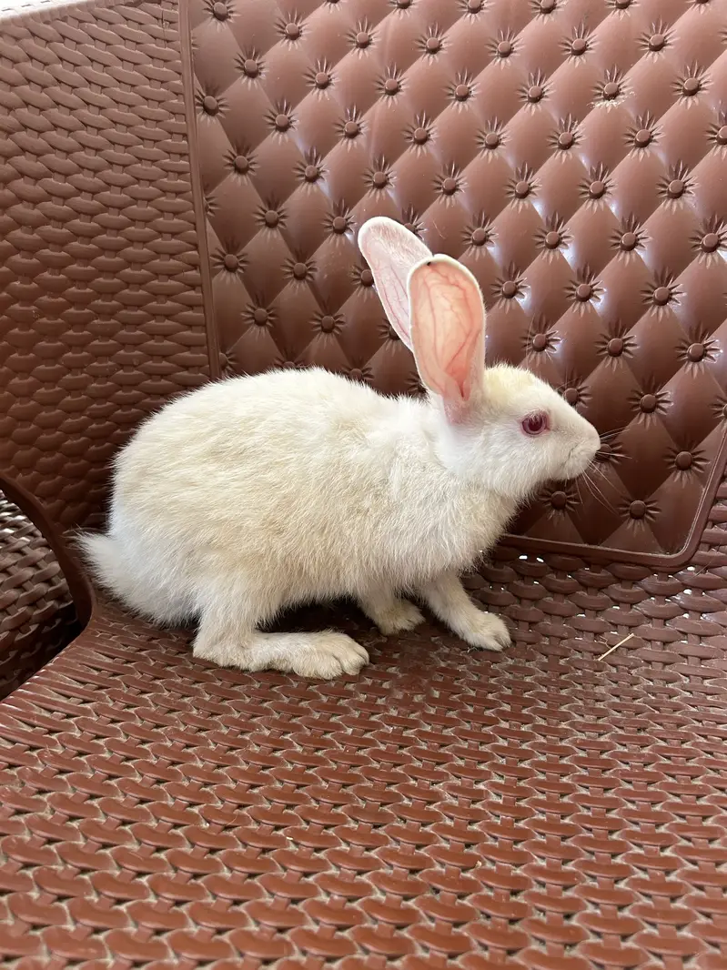All pets for sale — photo 2