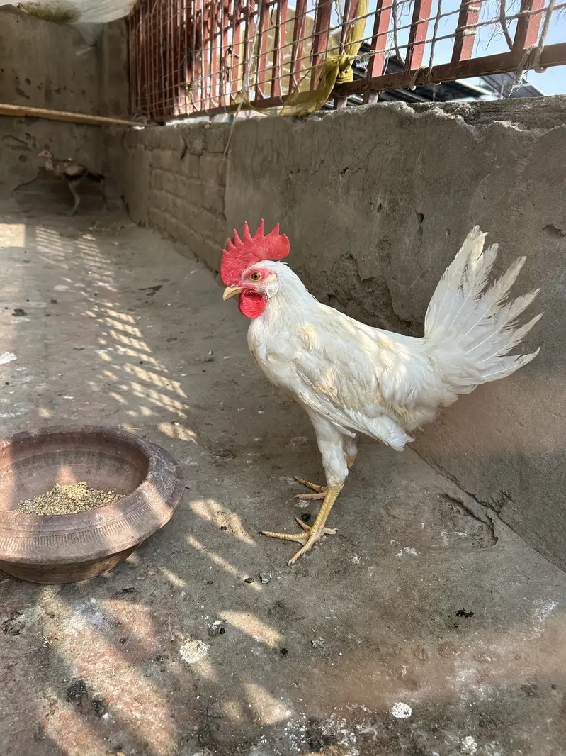 All pets for sale — photo 6