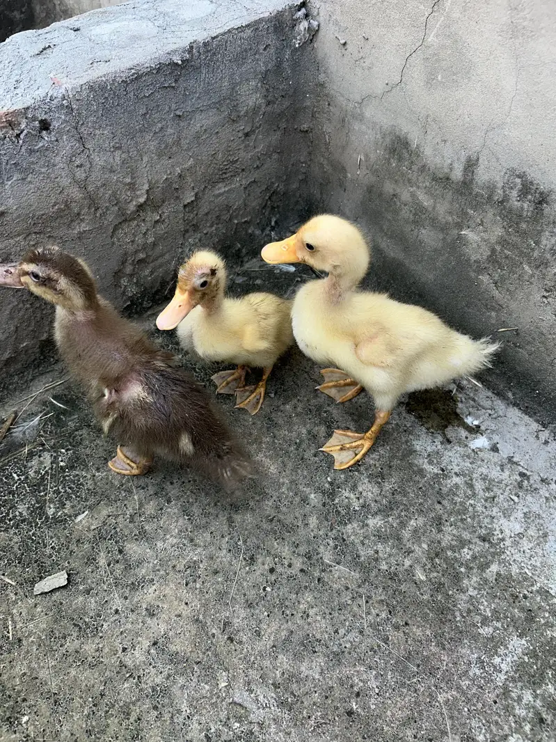 All pets for sale — photo 7