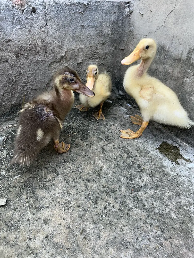 All pets for sale — photo 8