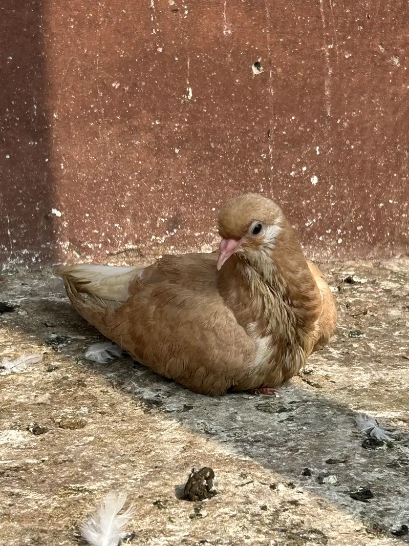 All pets for sale — photo 10