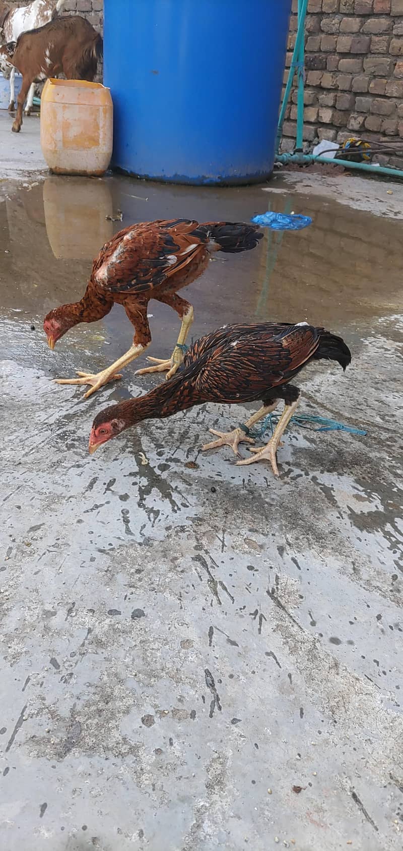Aseel Sindhi Pair Exchange Possible Breeder Aseel Male 1