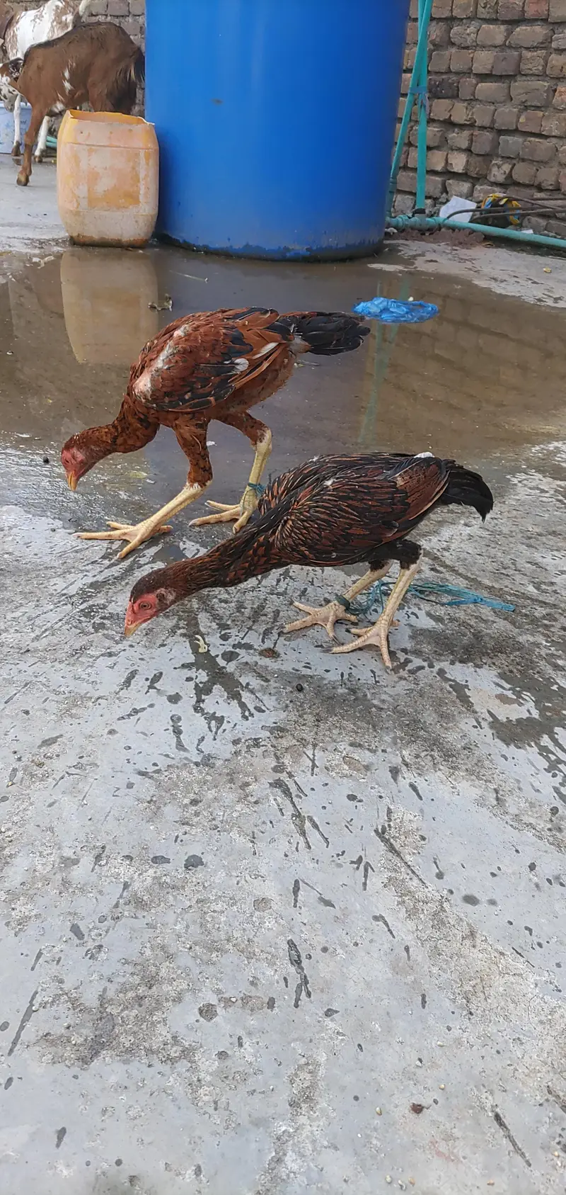 Aseel Sinhi Pair — photo 2