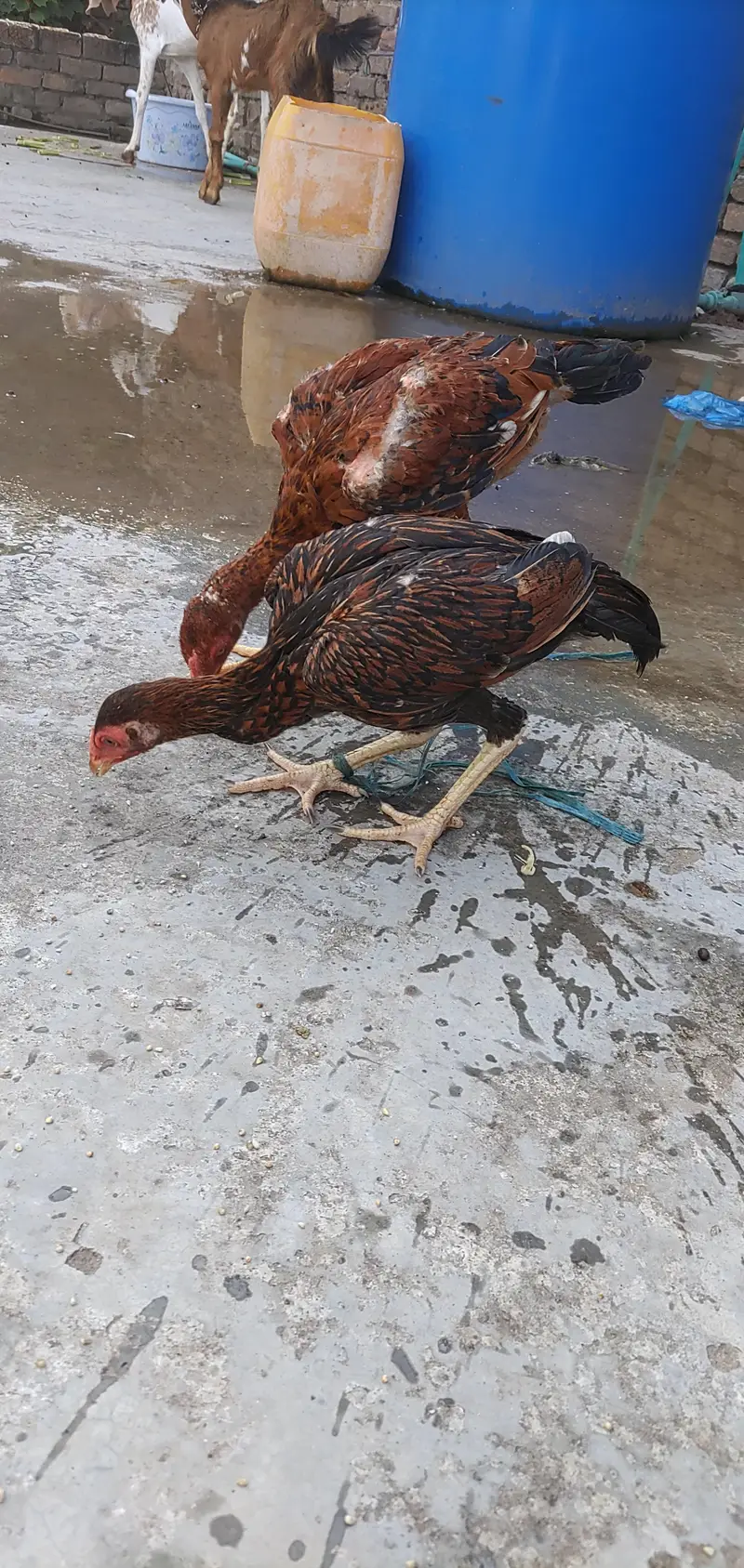 Aseel Sinhi Pair — photo 3