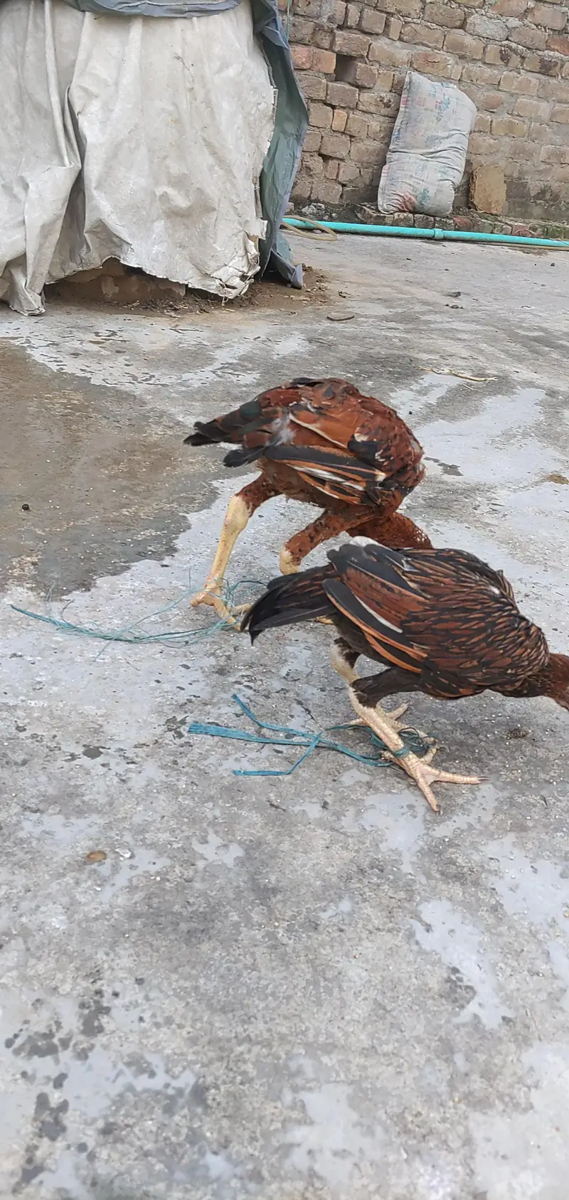 Aseel Sinhi Pair — photo 4