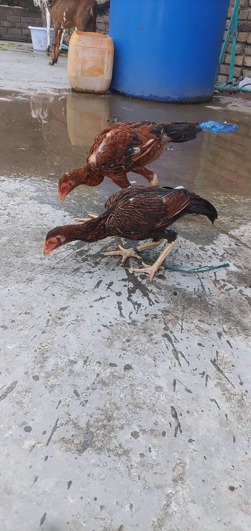 Aseel Sindhi Pair Exchange Possible Breeder Aseel Male 6