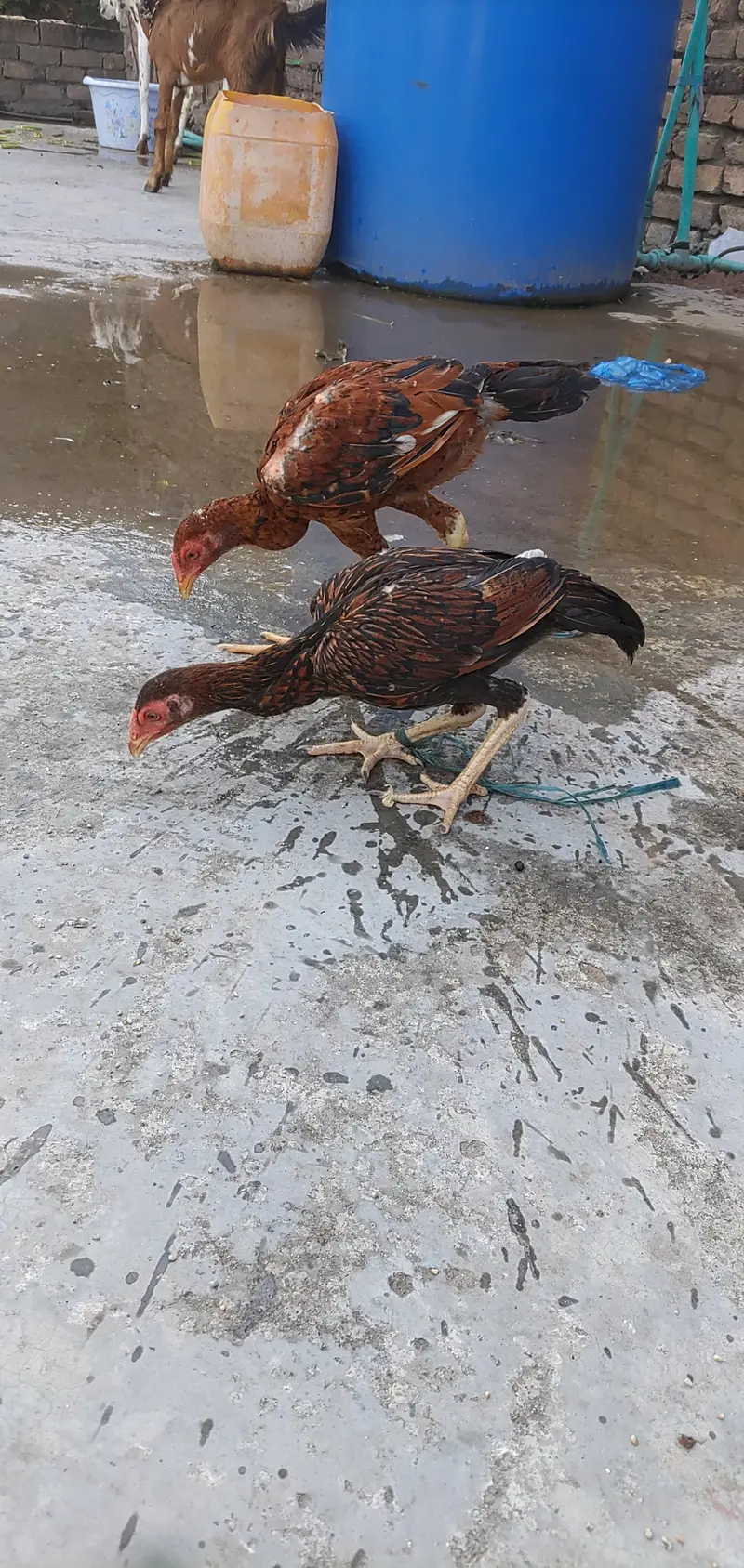 Aseel Sinhi Pair — photo 7