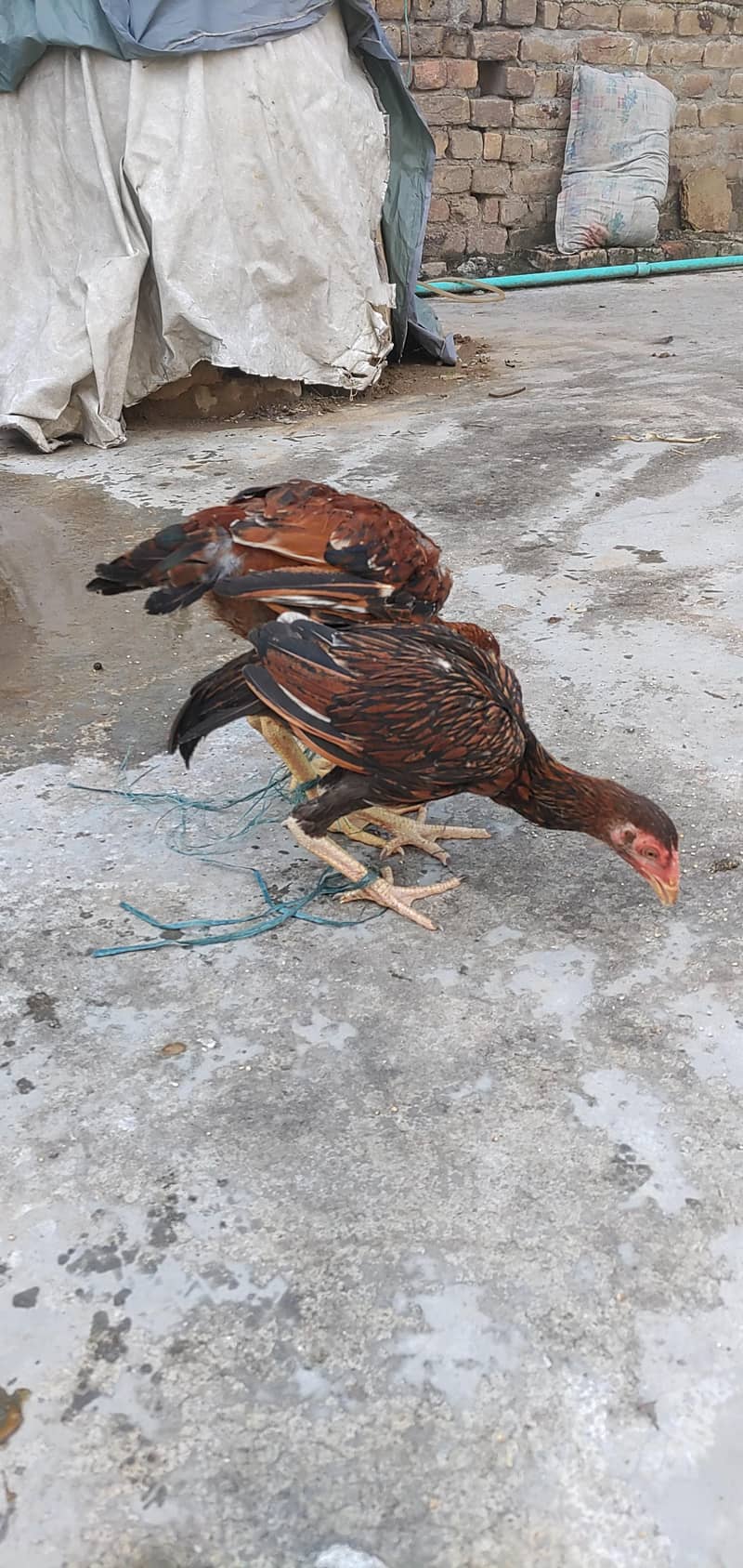 Aseel Sindhi Pair Exchange Possible Breeder Aseel Male 4