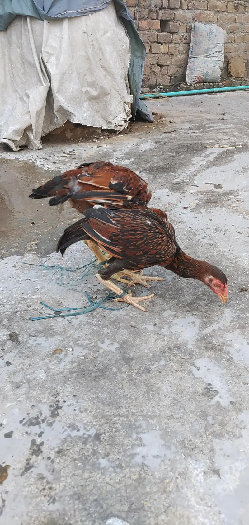 Aseel Sinhi Pair — photo 5