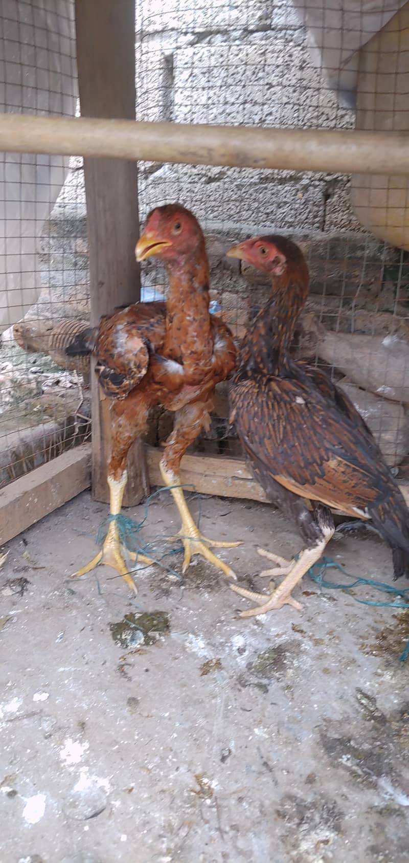 Aseel Sindhi Pair Exchange Possible Breeder Aseel Male 7