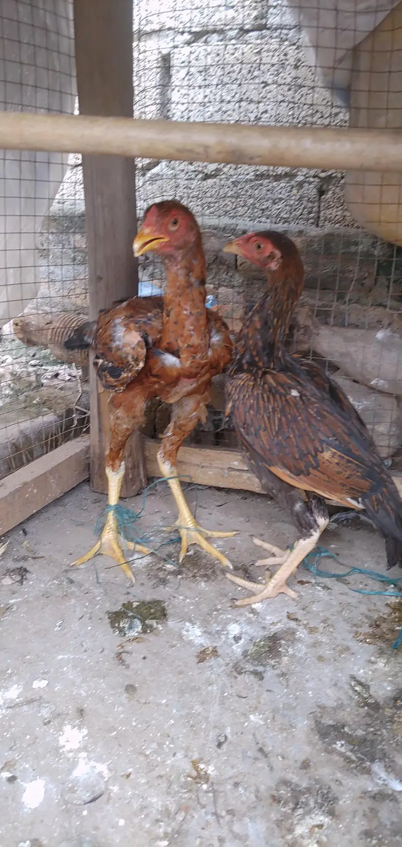Aseel Sinhi Pair — photo 8