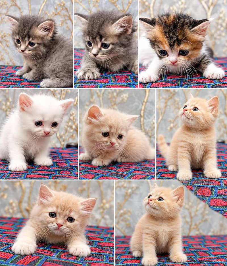 Persian cat 0