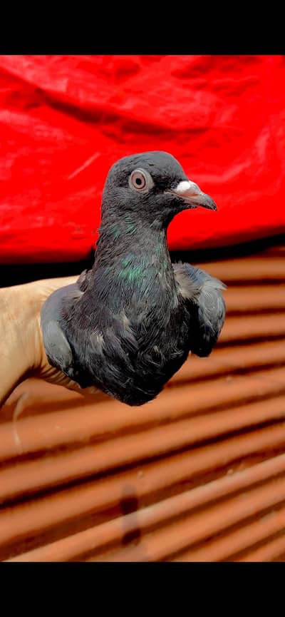 Black venom teddy cobra breed patha