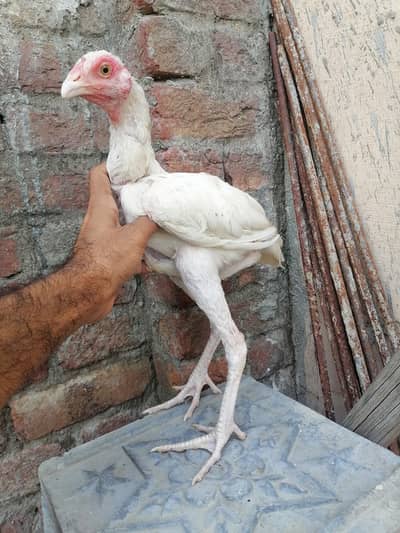 Heera patha