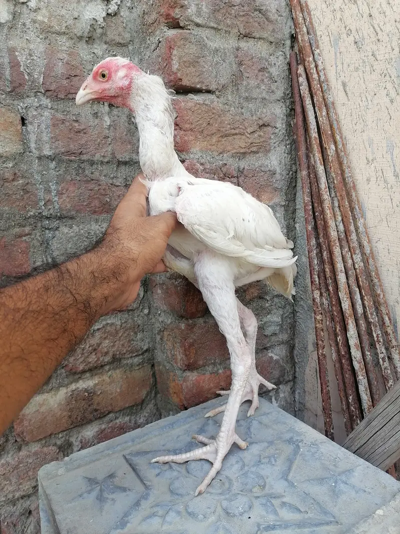 Heera patha — photo 2