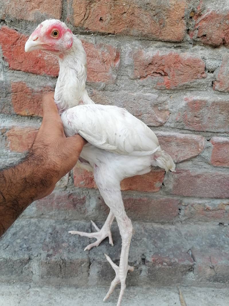 Heera patha 2