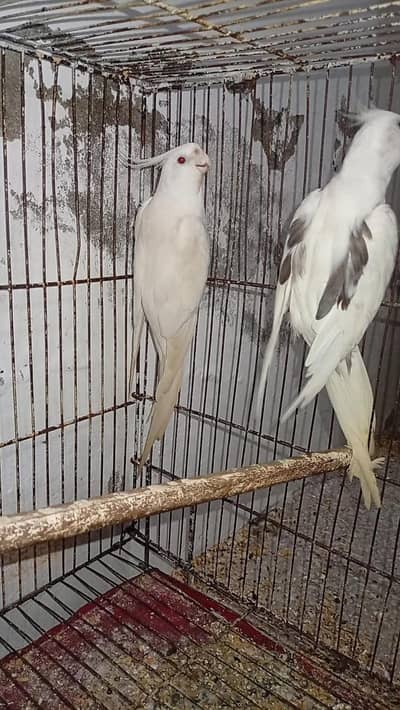 Quality Breeder Pair Vpied female + White Red Eye Male Cocktail
