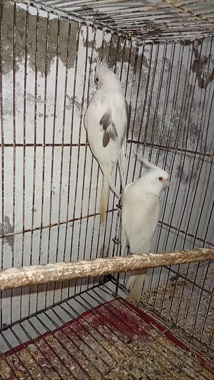 Quality Breeder Pair Vpied female + White Red Eye Male Cocktail — photo 2
