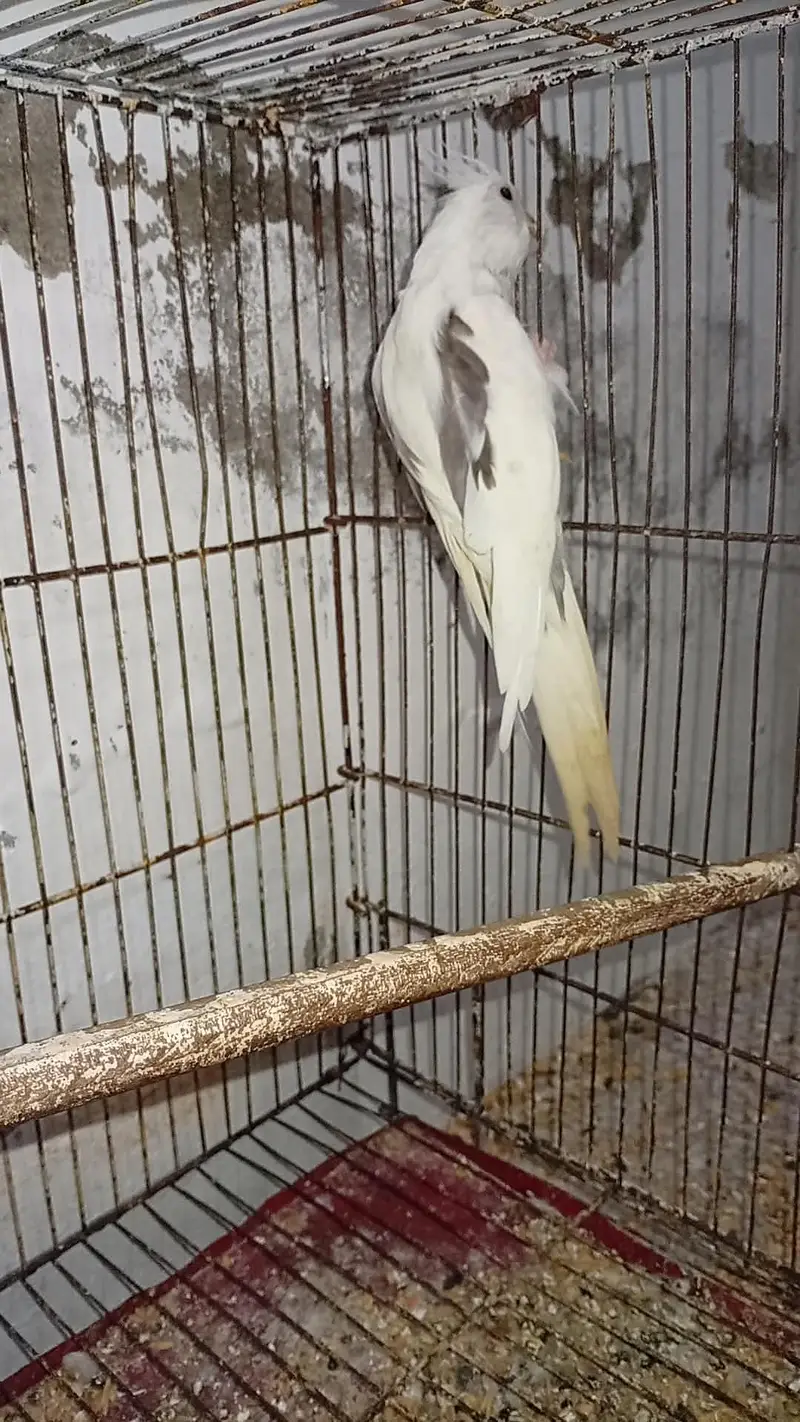 Quality Breeder Pair Vpied female + White Red Eye Male Cocktail — photo 3