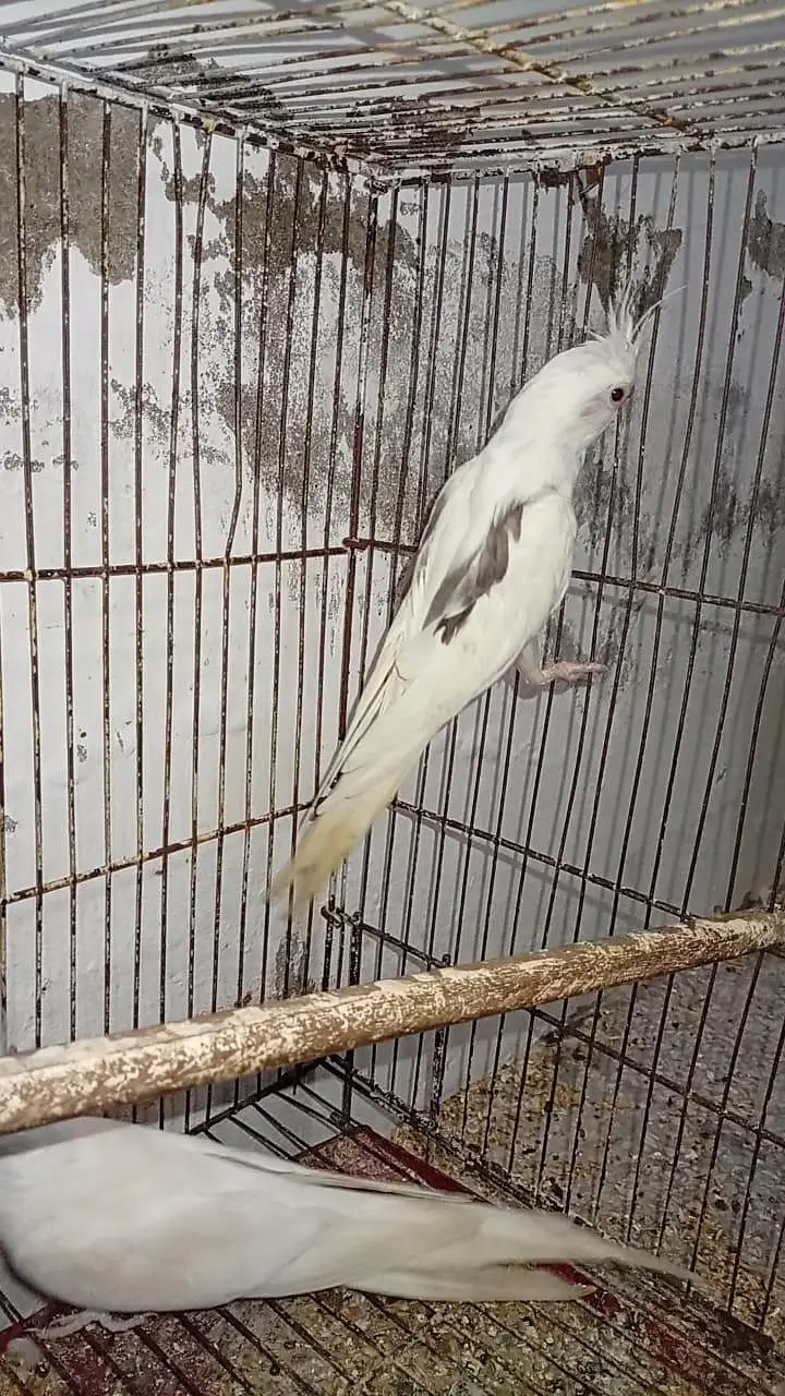Quality Breeder Pair Vpied female + White Red Eye Male Cocktail — photo 4