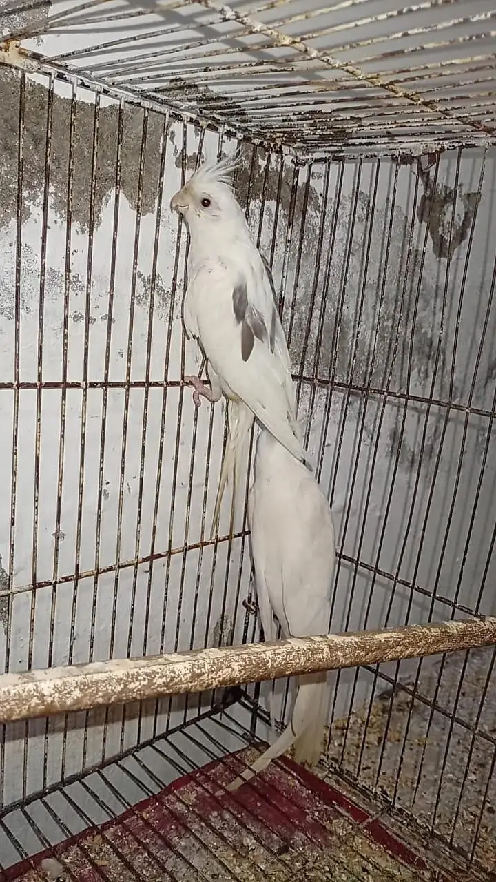 Quality Breeder Pair Vpied female + White Red Eye Male Cocktail — photo 5