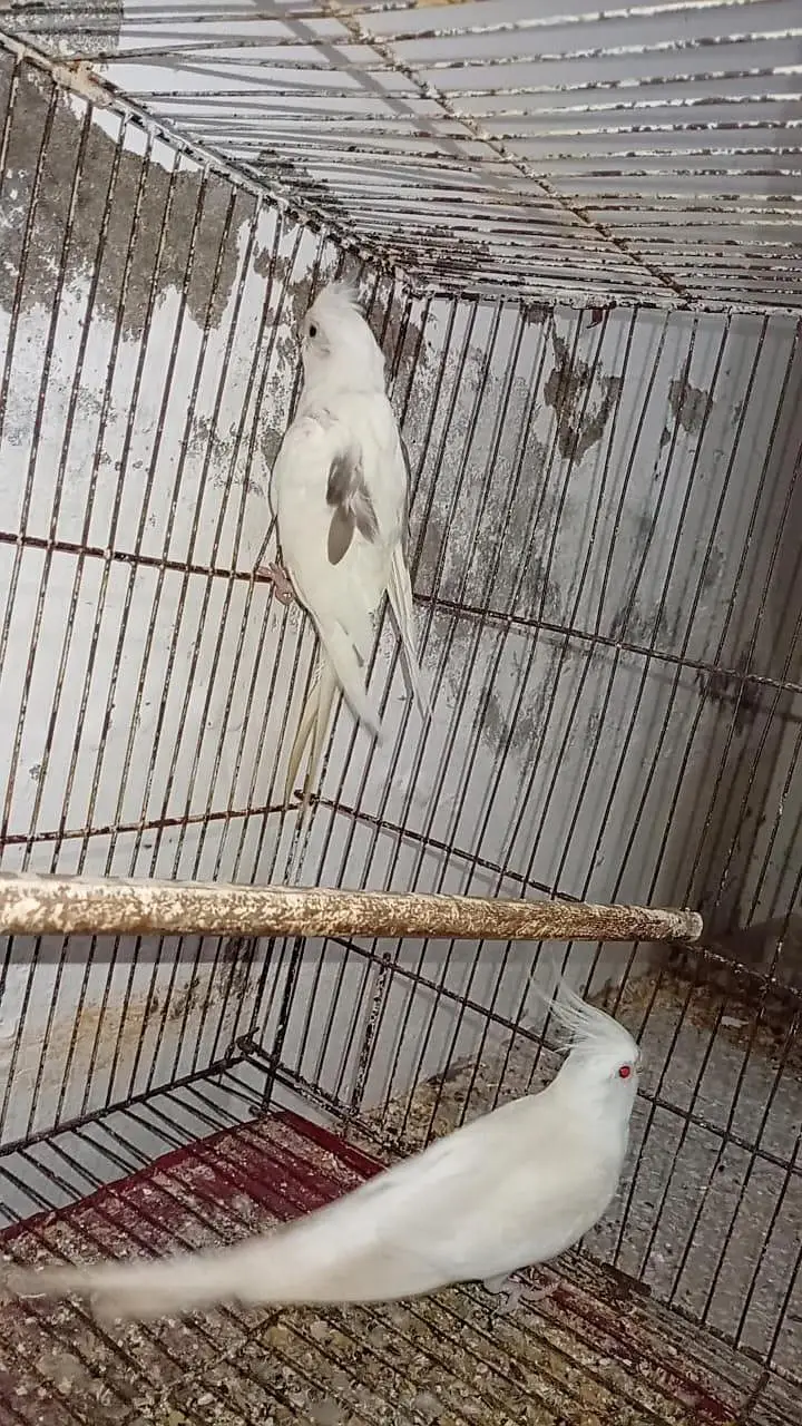 Quality Breeder Pair Vpied female + White Red Eye Male Cocktail — photo 6