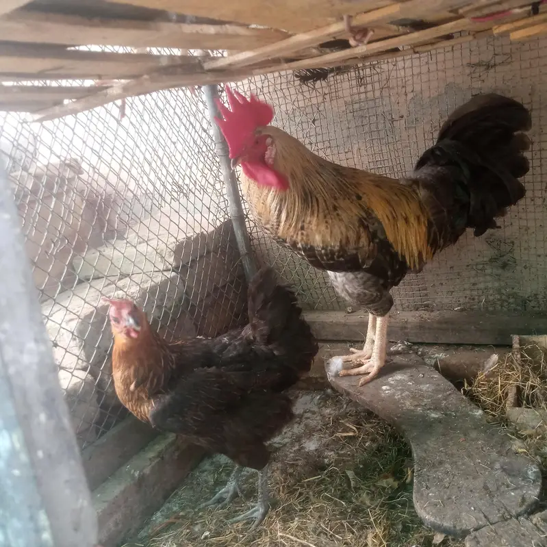 sab ghar mey paly hai bohot healthy halat mey hai masha allah — photo 3