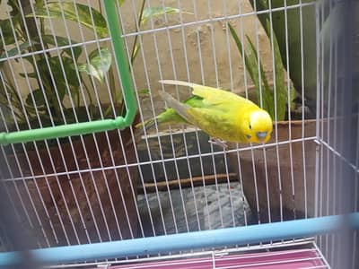 budgies male and 3by2 cage available 0/3/2/1/4/9/4/6/8/4/4