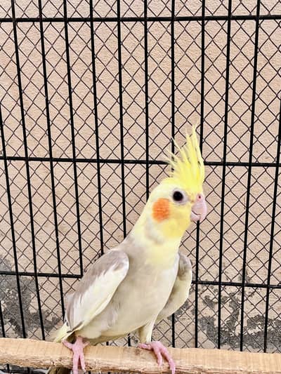 Cocktail female or love bird pair for sale