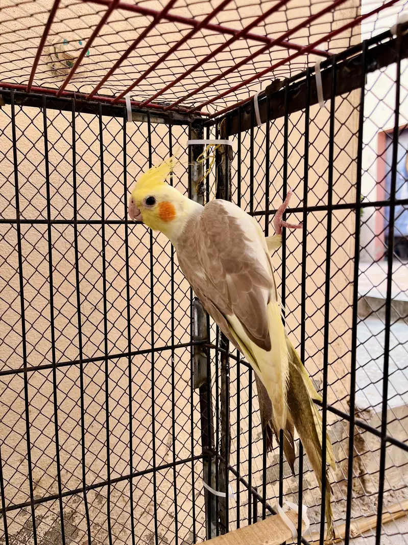 Cocktail female or love bird pair for sale — photo 2