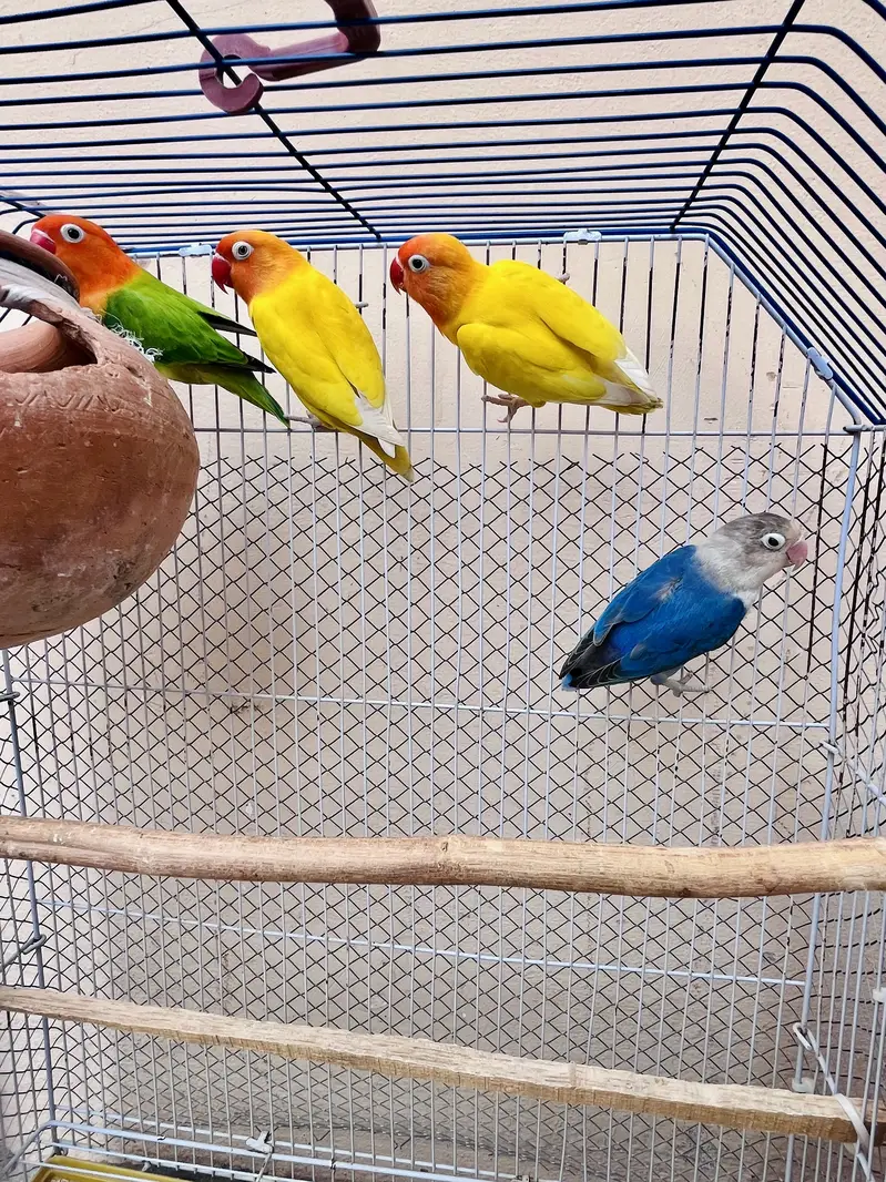 Cocktail female or love bird pair for sale — photo 3