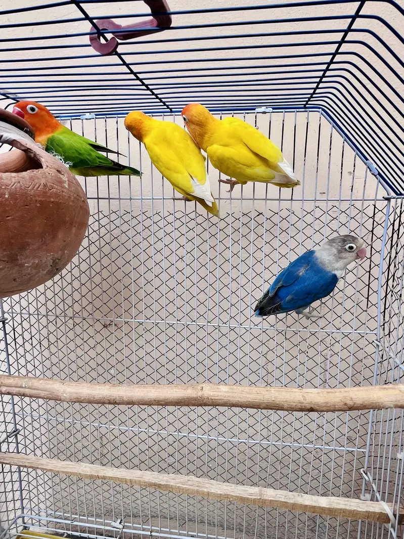 Cocktail female or love bird pair for sale — photo 4