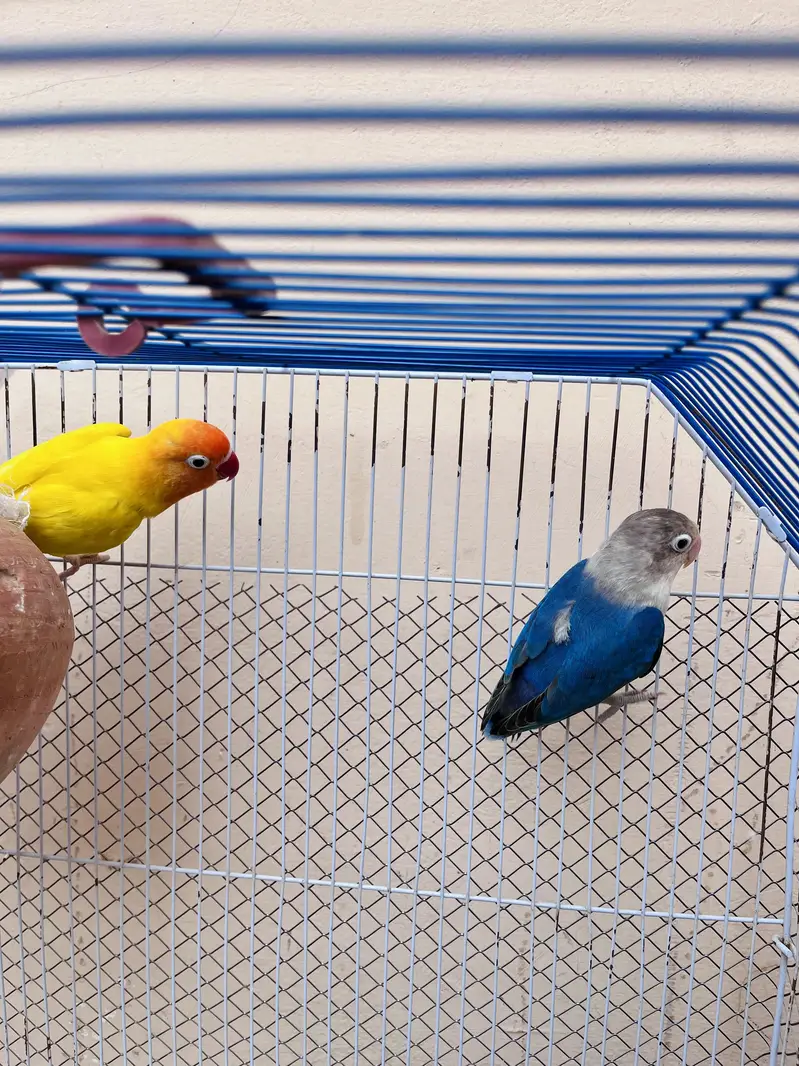 Cocktail female or love bird pair for sale — photo 5