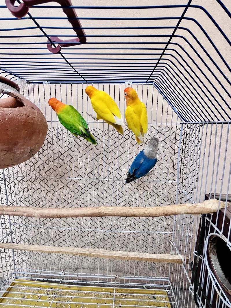 Cocktail female or love bird pair for sale — photo 6