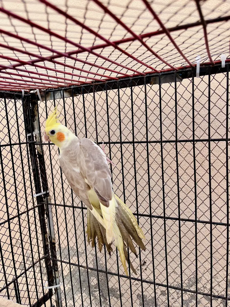 Cocktail female or love bird pair for sale — photo 7