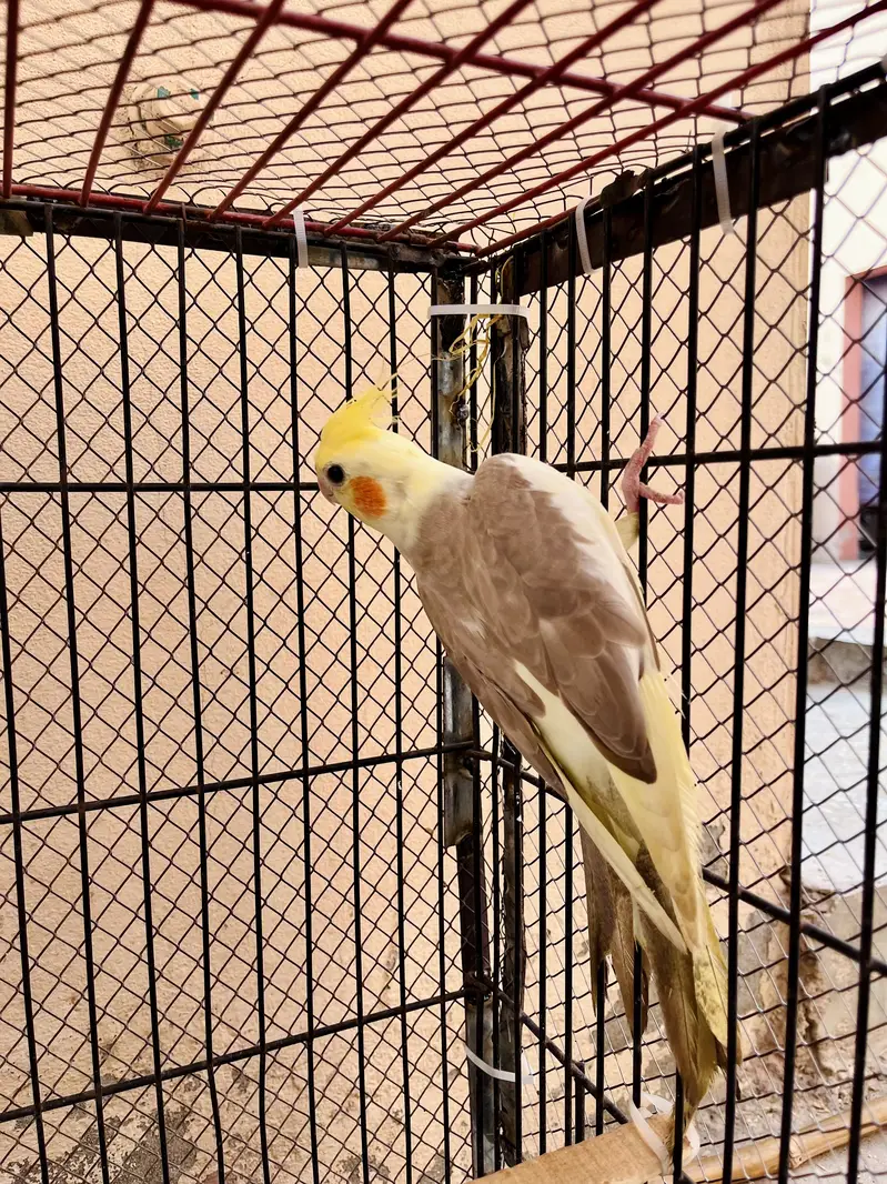 Cocktail female or love bird pair for sale — photo 8