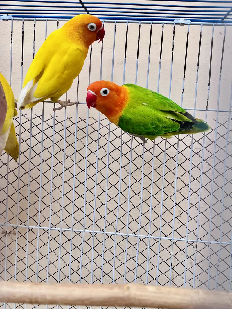 Cocktail female or love bird pair for sale — photo 9