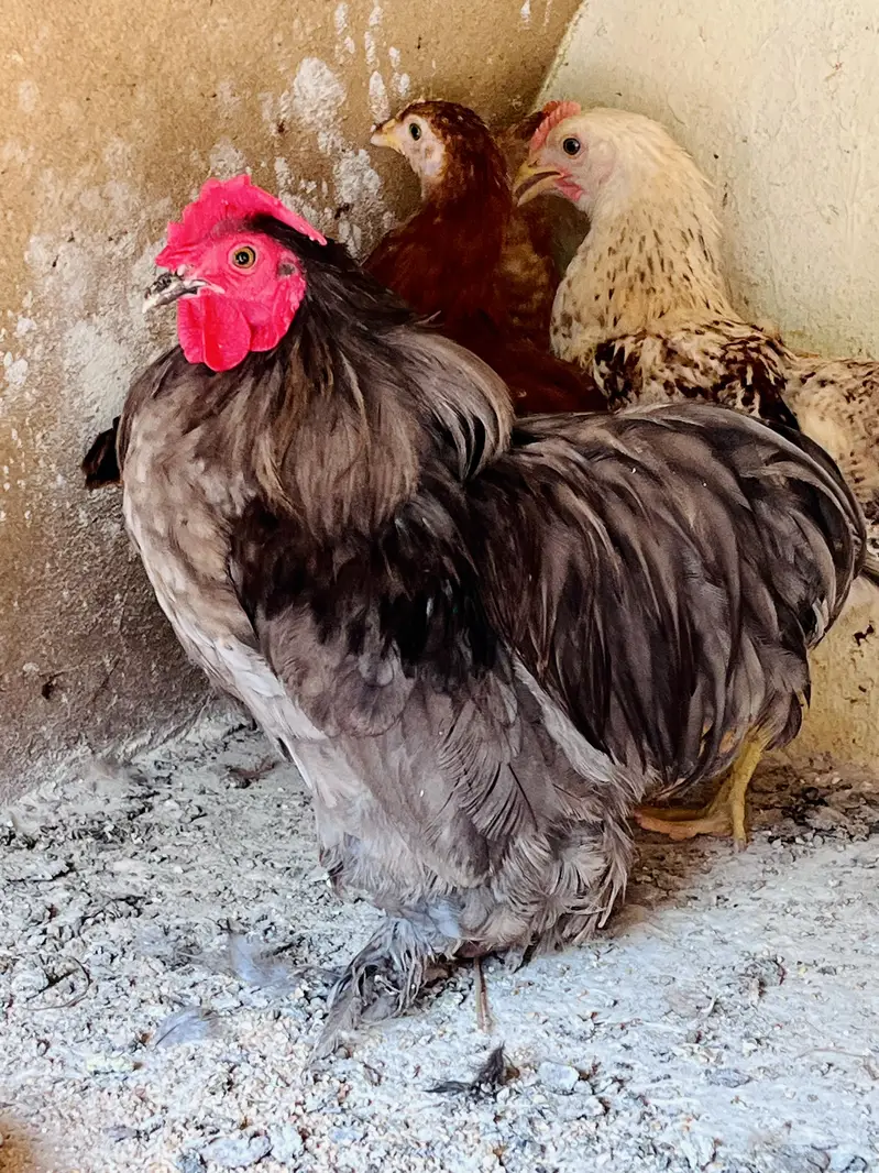 Cocktail female or love bird pair for sale — photo 10