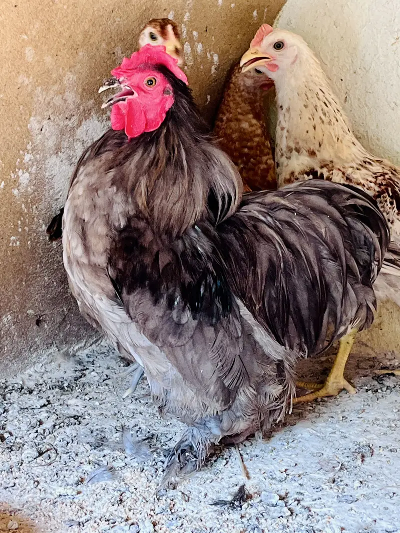 Cocktail female or love bird pair for sale — photo 11