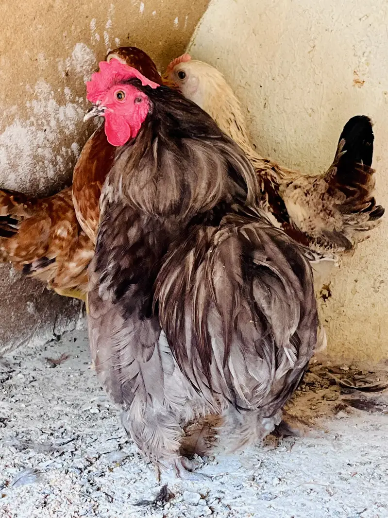 Cocktail female or love bird pair for sale — photo 12