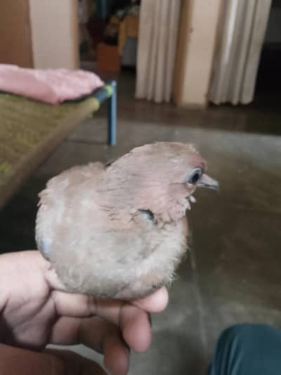 Dove chick