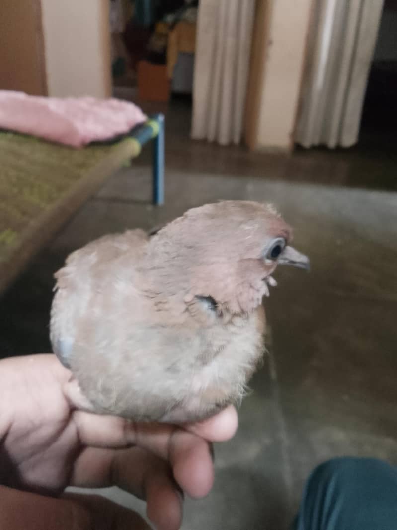 Dove chick 0