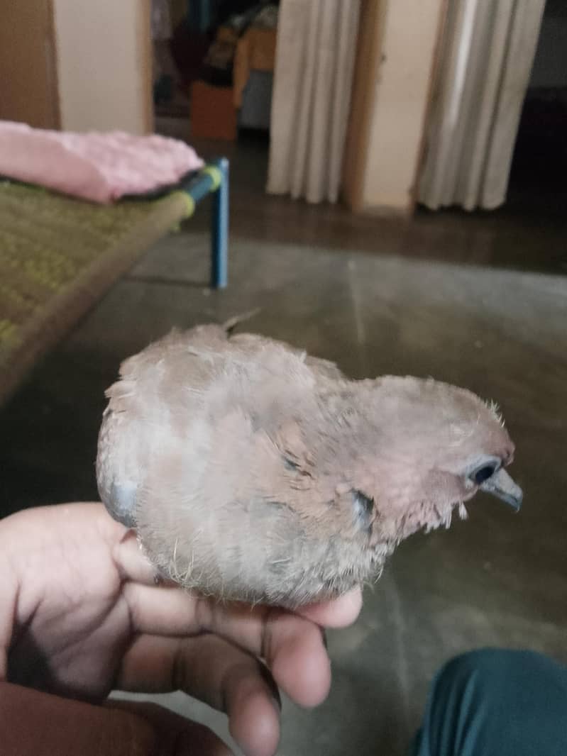 Dove chick 1
