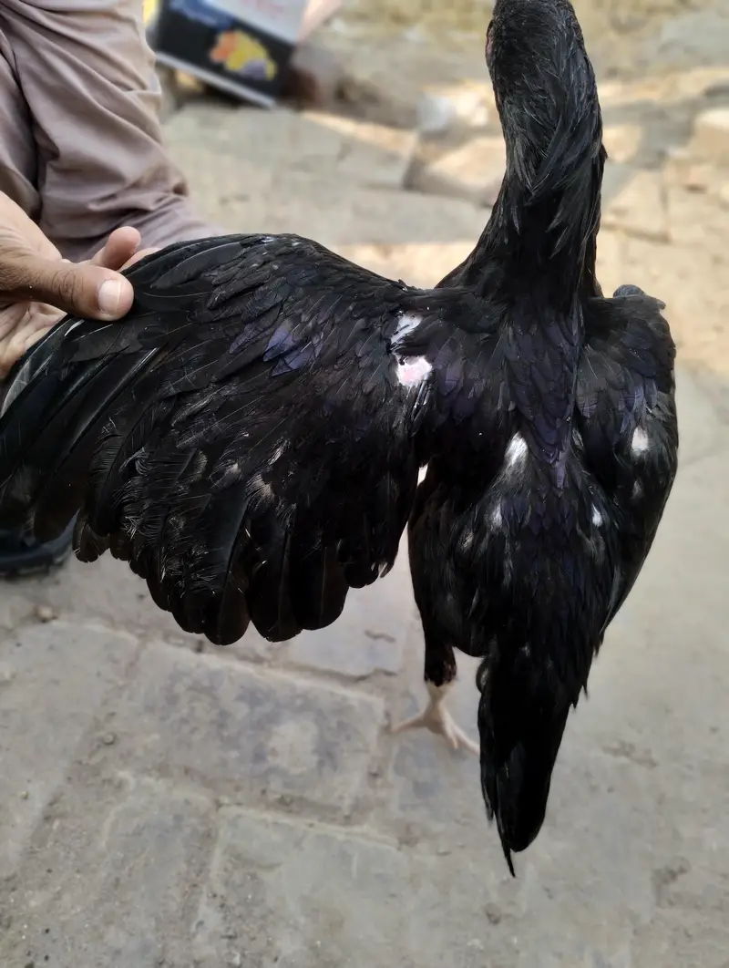 lasani aseel mushkil — photo 2
