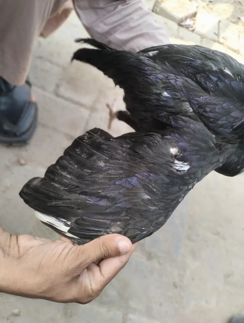 lasani aseel mushkil — photo 4